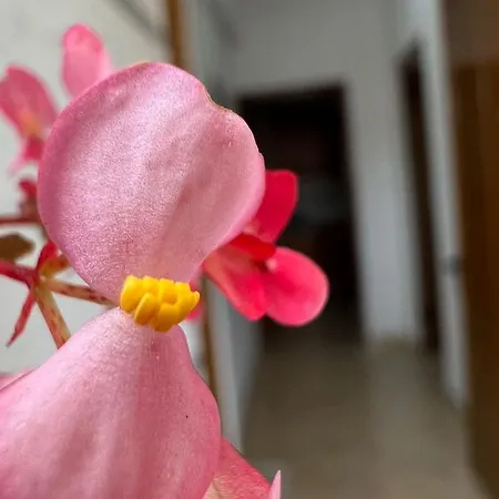 Apartment Alex